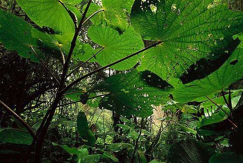 Khu vực lá xanh của thực vật và cây gỗ trong rừng mưa dao động khoảng 25 % như là kết quả của các thay đổi theo mùa. Tán lá xanh trải rộng trong mùa khô khi ánh nắng mặt trời là cực đại và sau đó bị thu hẹp lại trong mùa ẩm nhiều mây. Các thay đổi này tạo ra sự cân bằng cacbon giữa quang hợp và hô hấp.